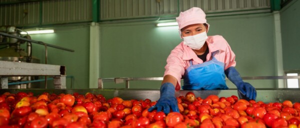 A female worker on a production line in a food processing plant